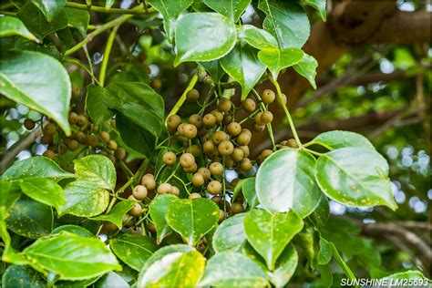 茄苳樹是陰樹嗎|茄苳(重陽木)